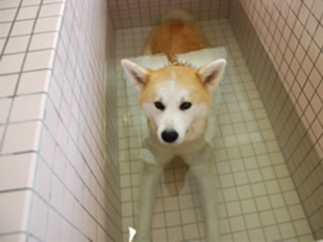温泉浴に浸かる柴犬